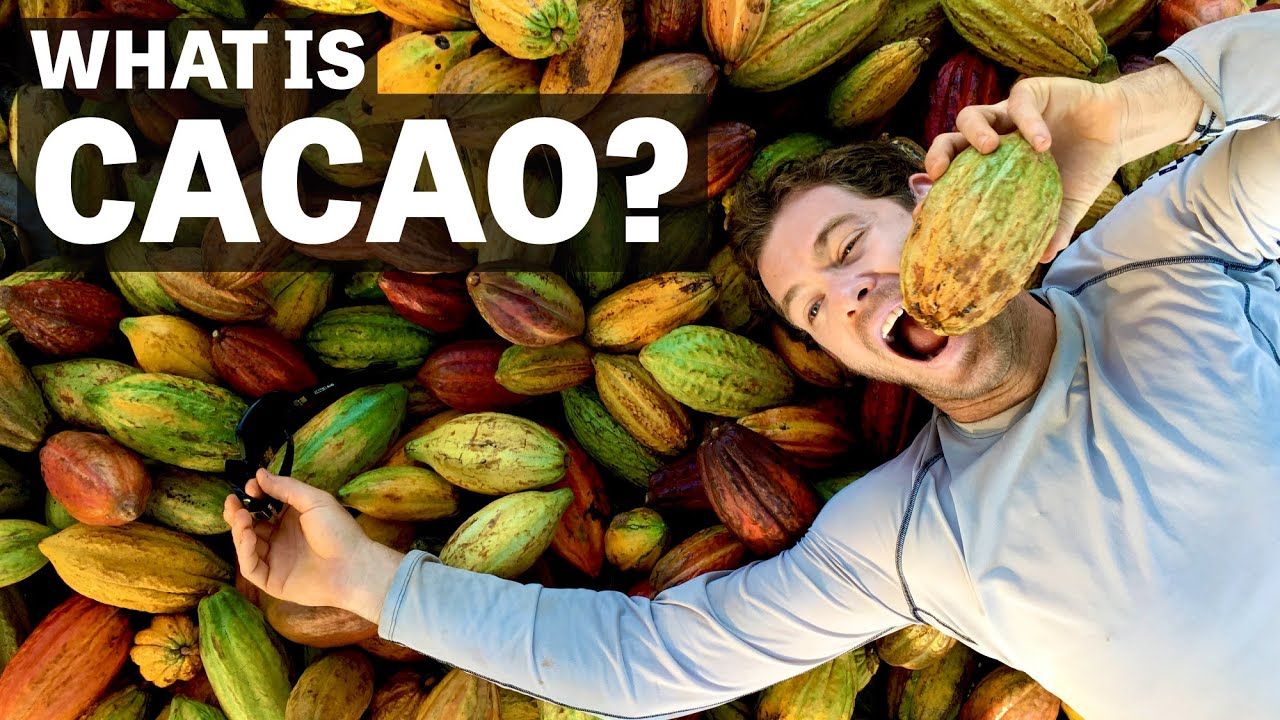 Image of a man laying on pile of cacao pods with text reading "What Is Cacao?".