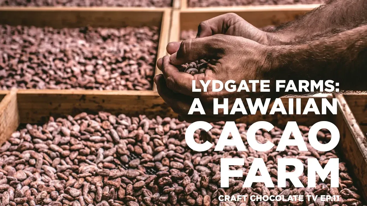 hands holding cacan beans with text reading "Lydgate Farms: A Hawaiian Cacao Farm"