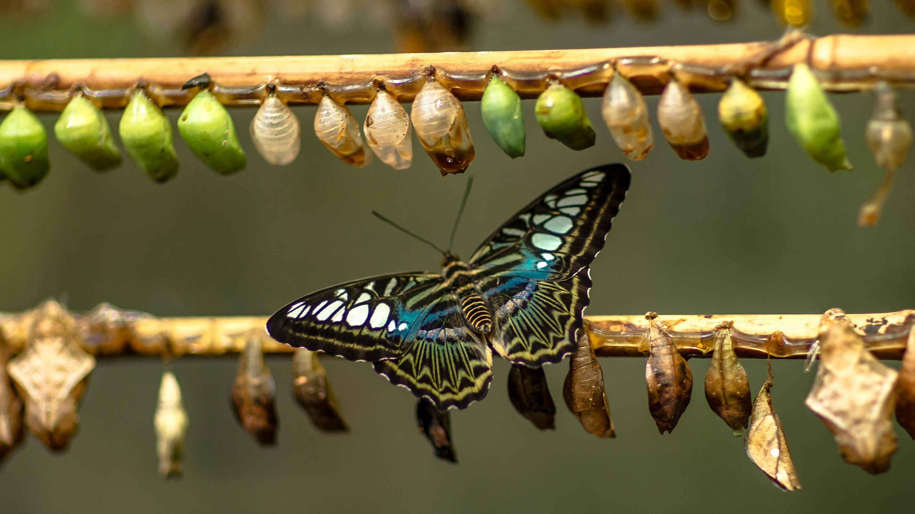 A butterfly with lots of chrysalises 