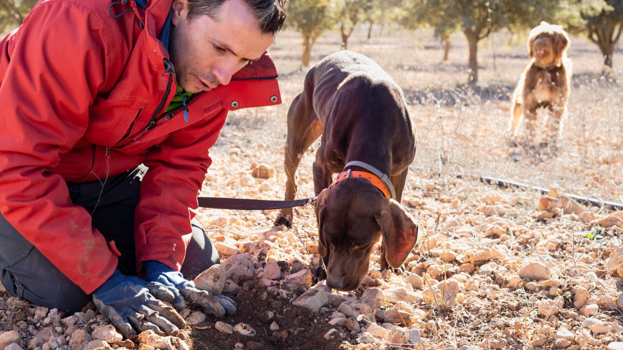 A man helping a dog dig through mud for truffles