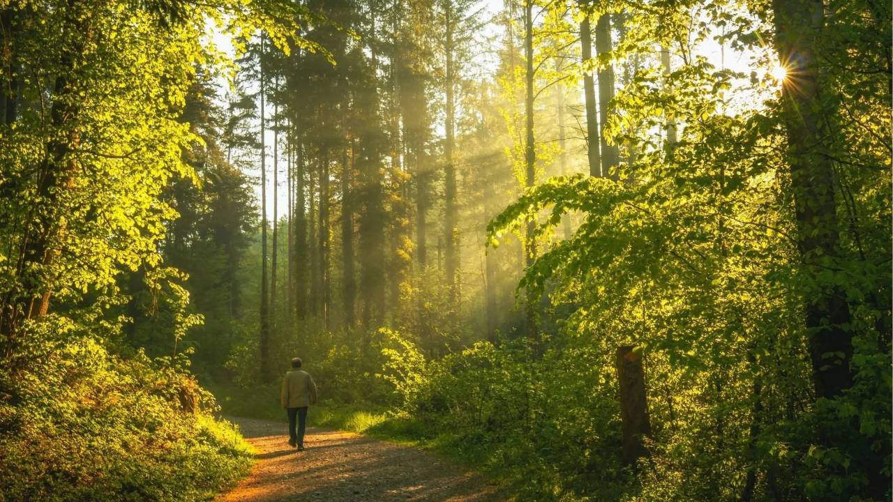 Peaceful forest path representing clarity and direction in financial planning