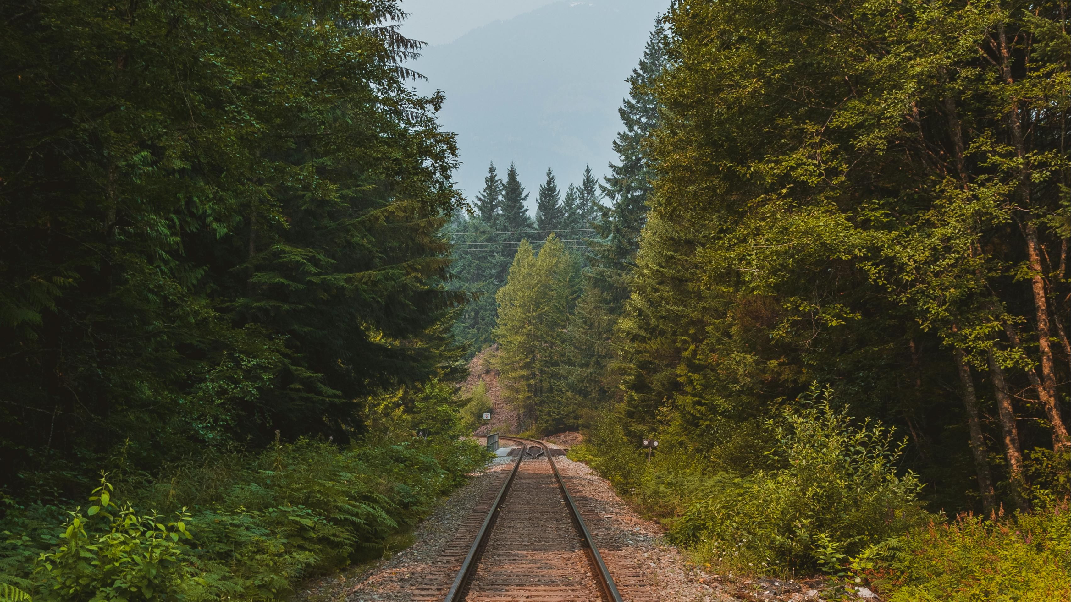 Railroad tracks leading into the forest