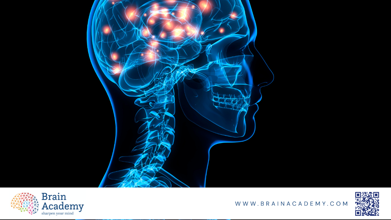 an image of what brain acadamy helps in understanding your brain