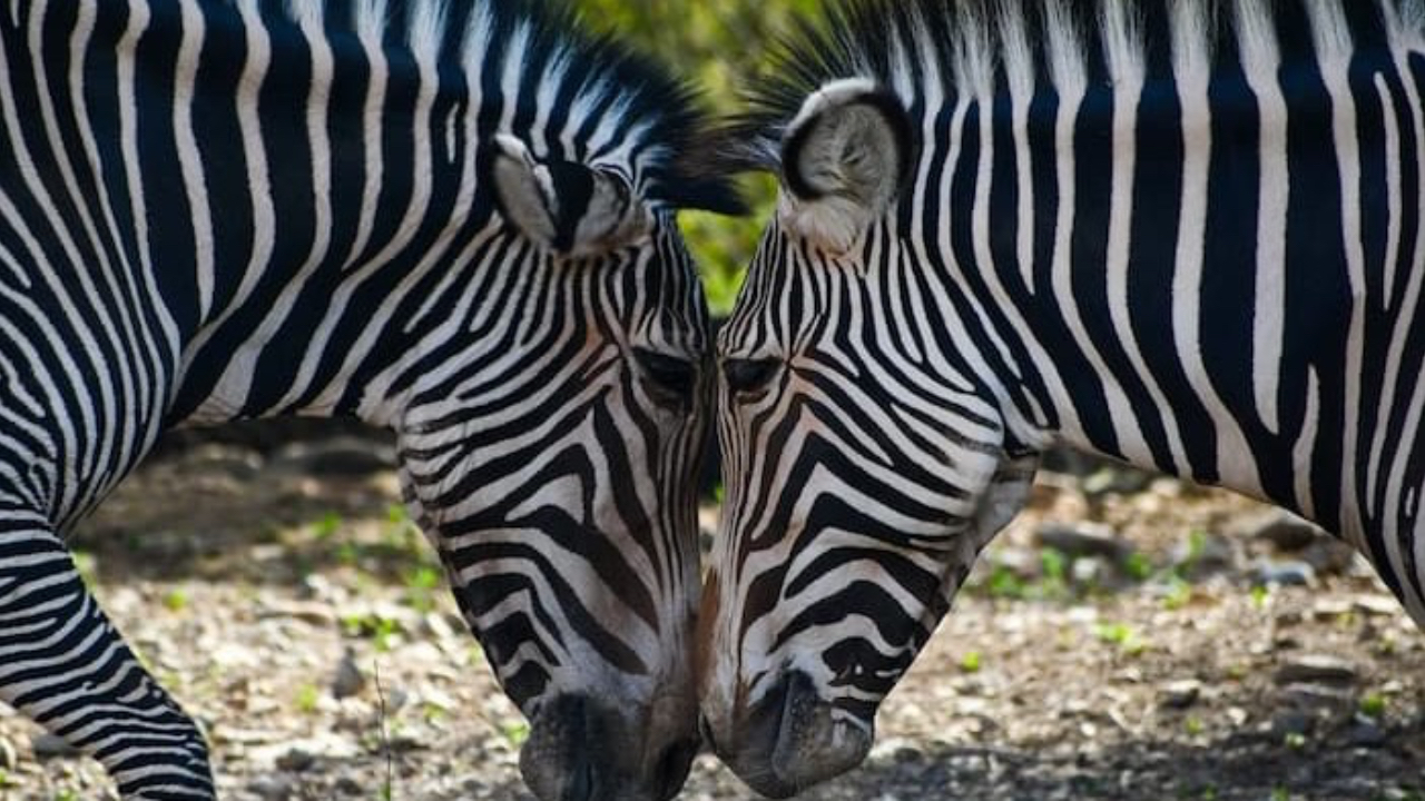 Image of 2 zebras facing, assessment neurodiversity affirming therapy online courses minnesota florida arizona ohio telehealth