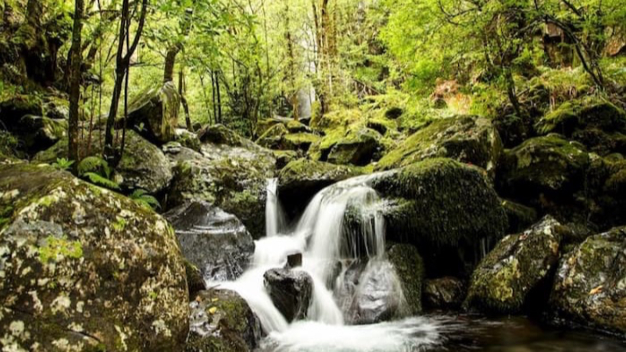 Image of forest what is neurodiversity autism adhd neurodiversity affirming therapy online courses minnesota florida arizona ohio telehealth