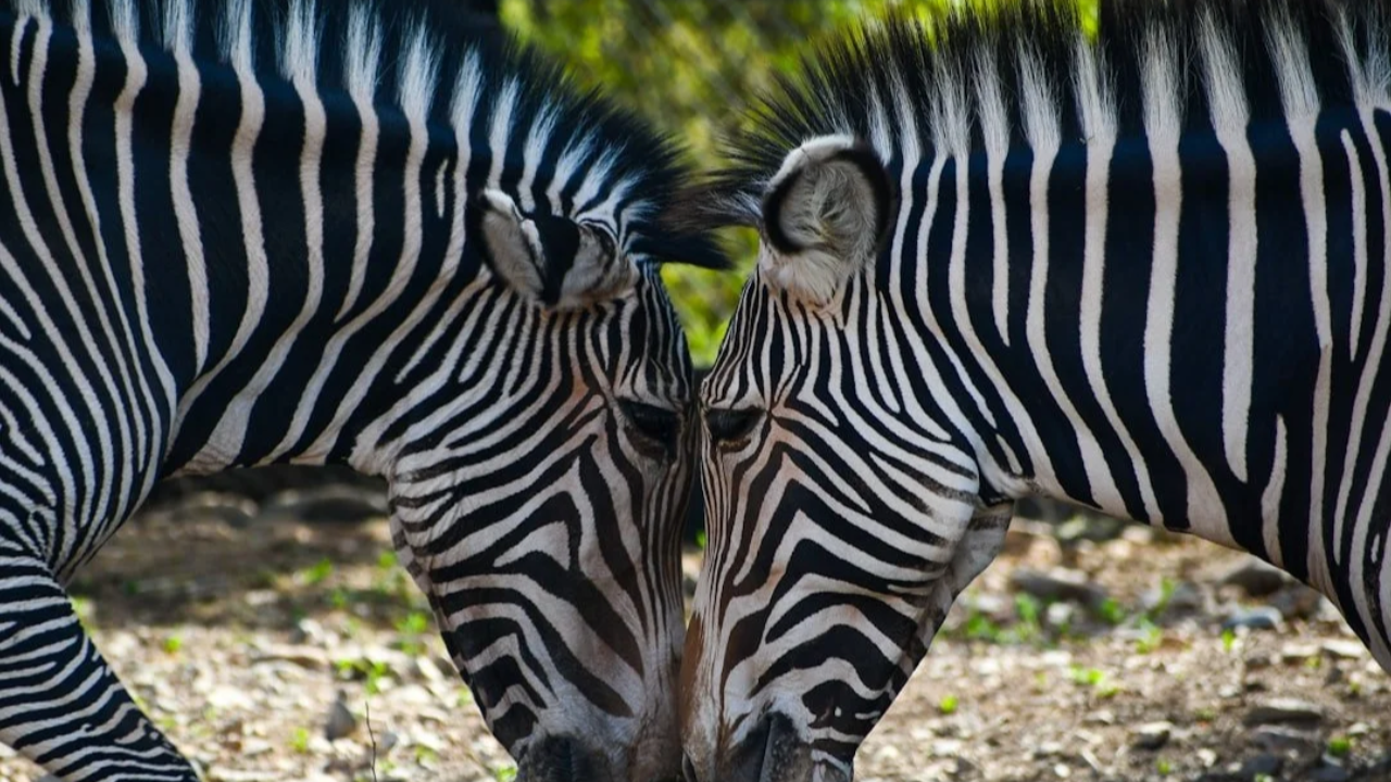 understanding-autism-adhd