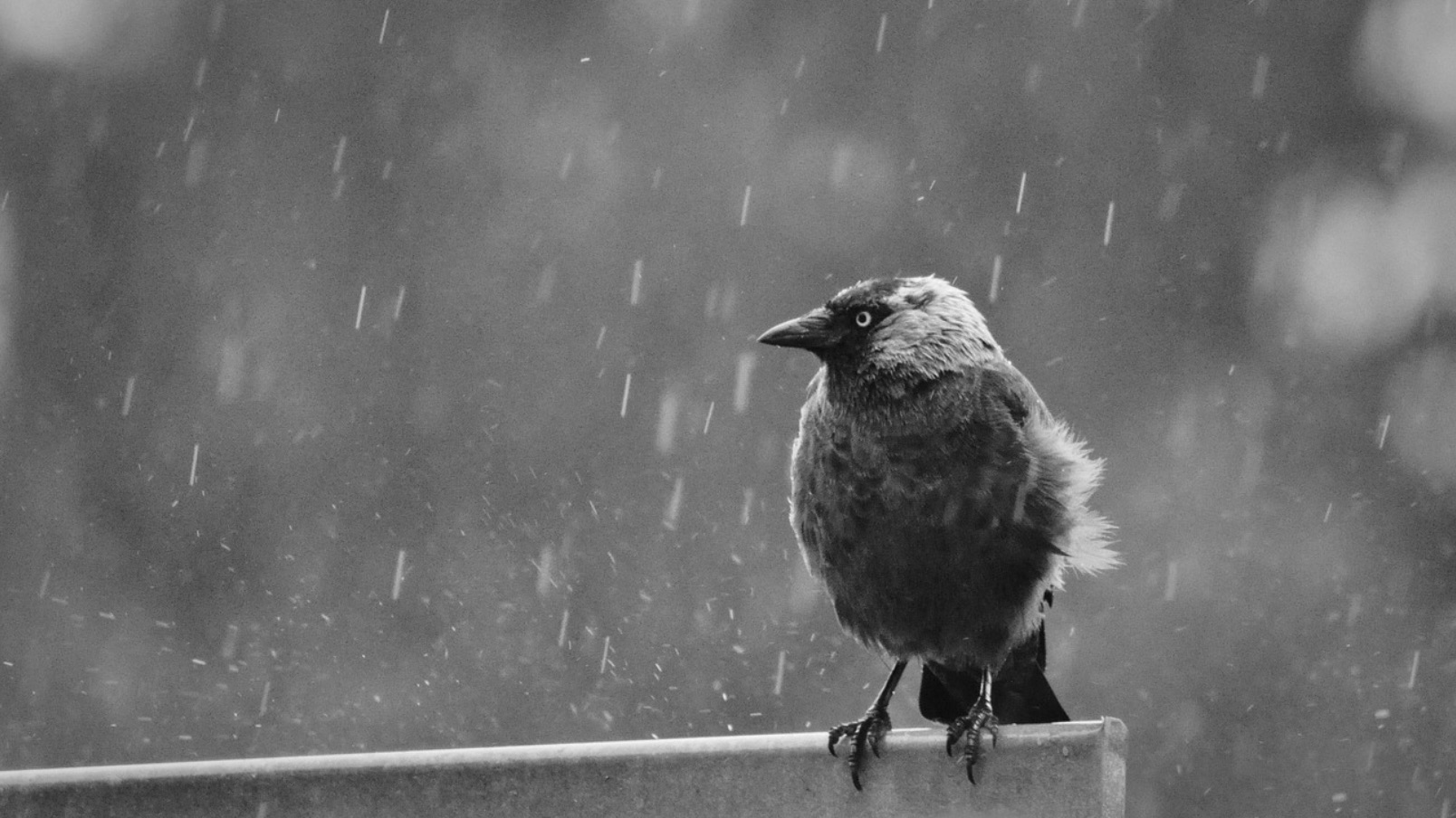 激しい雨の中の静かな鳥