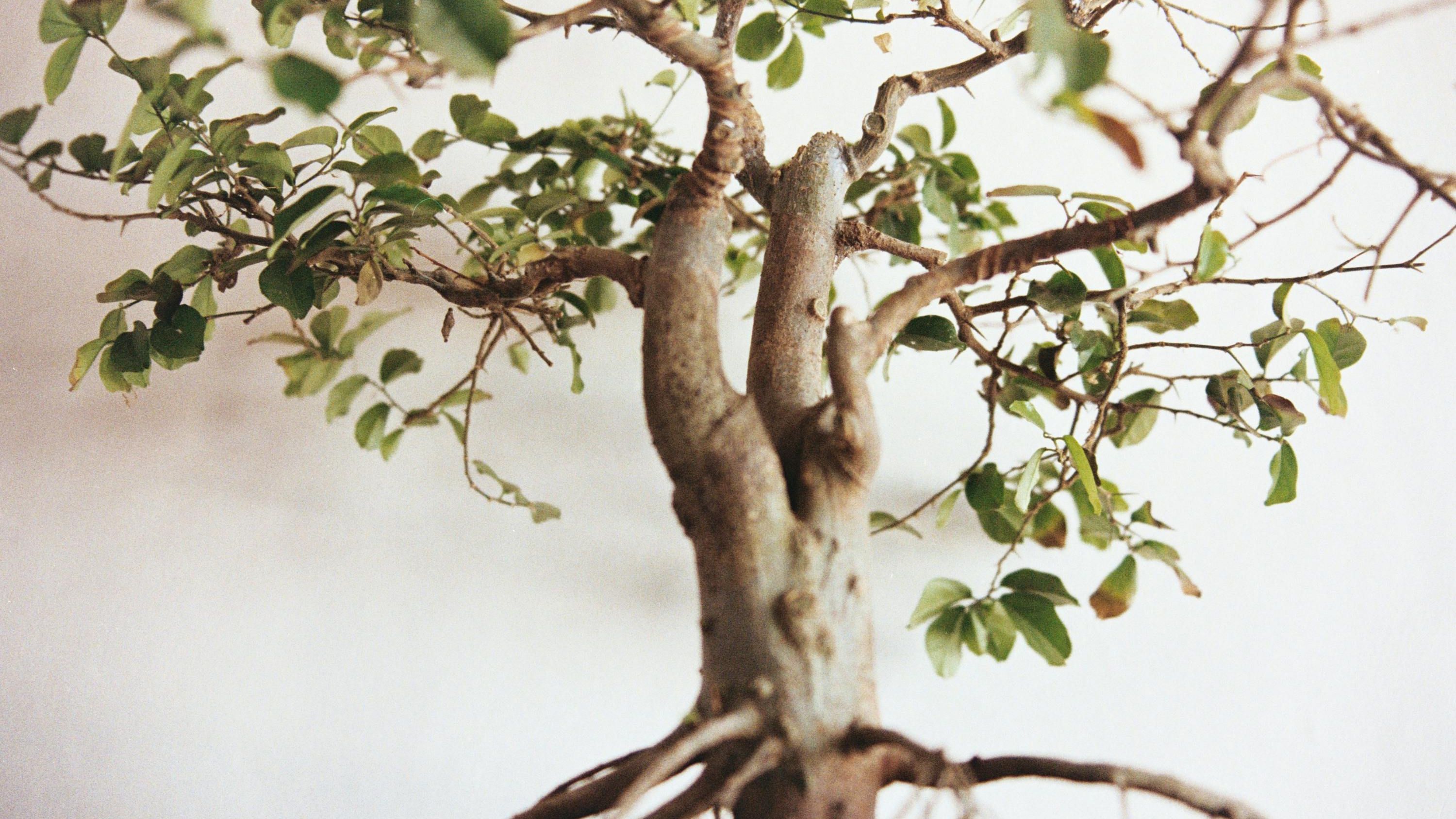 pertenecer a la tierra