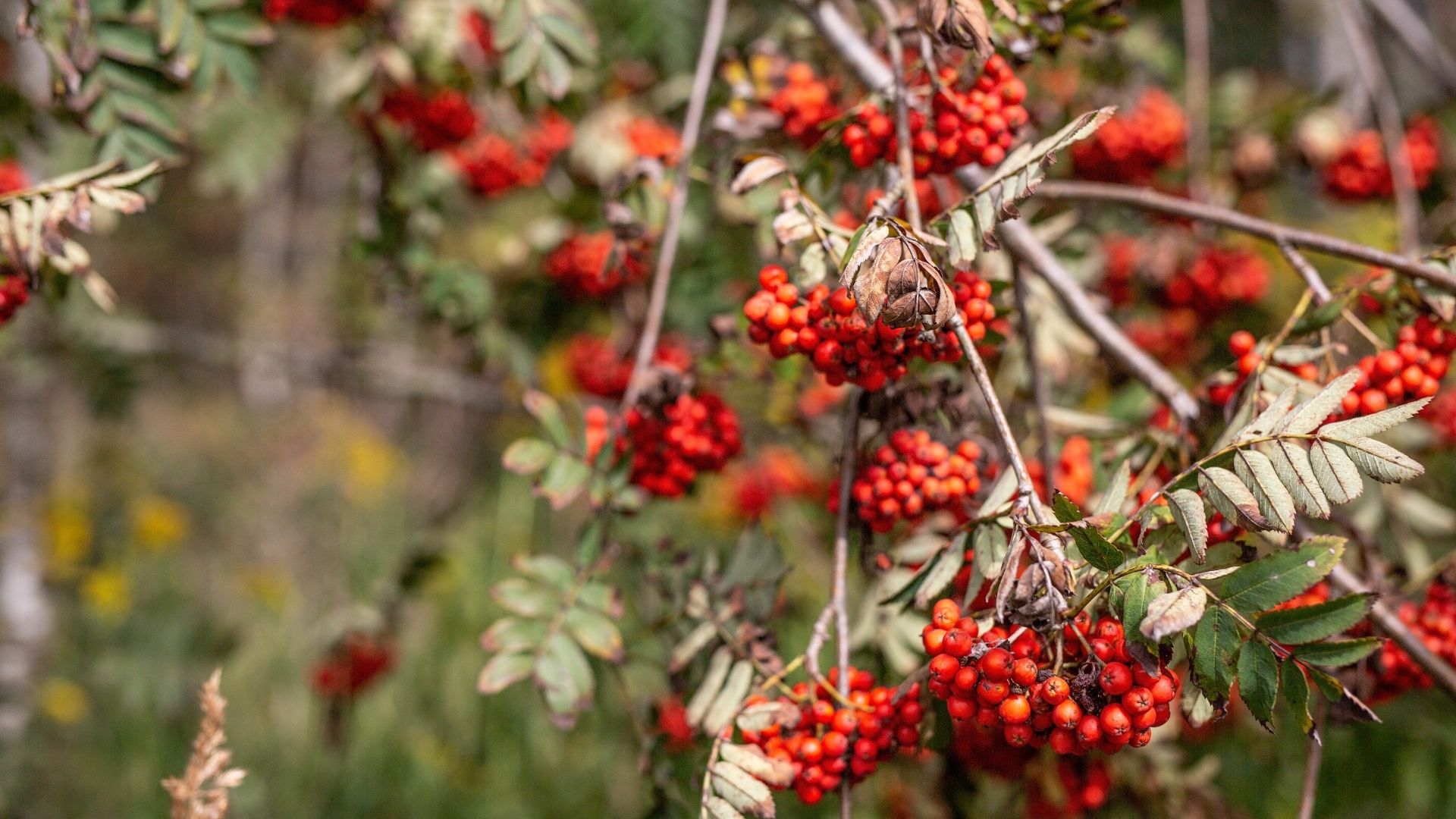 Reife orangerote Vogelbeeren in dichten Dolden am Zweig der Eberesche
