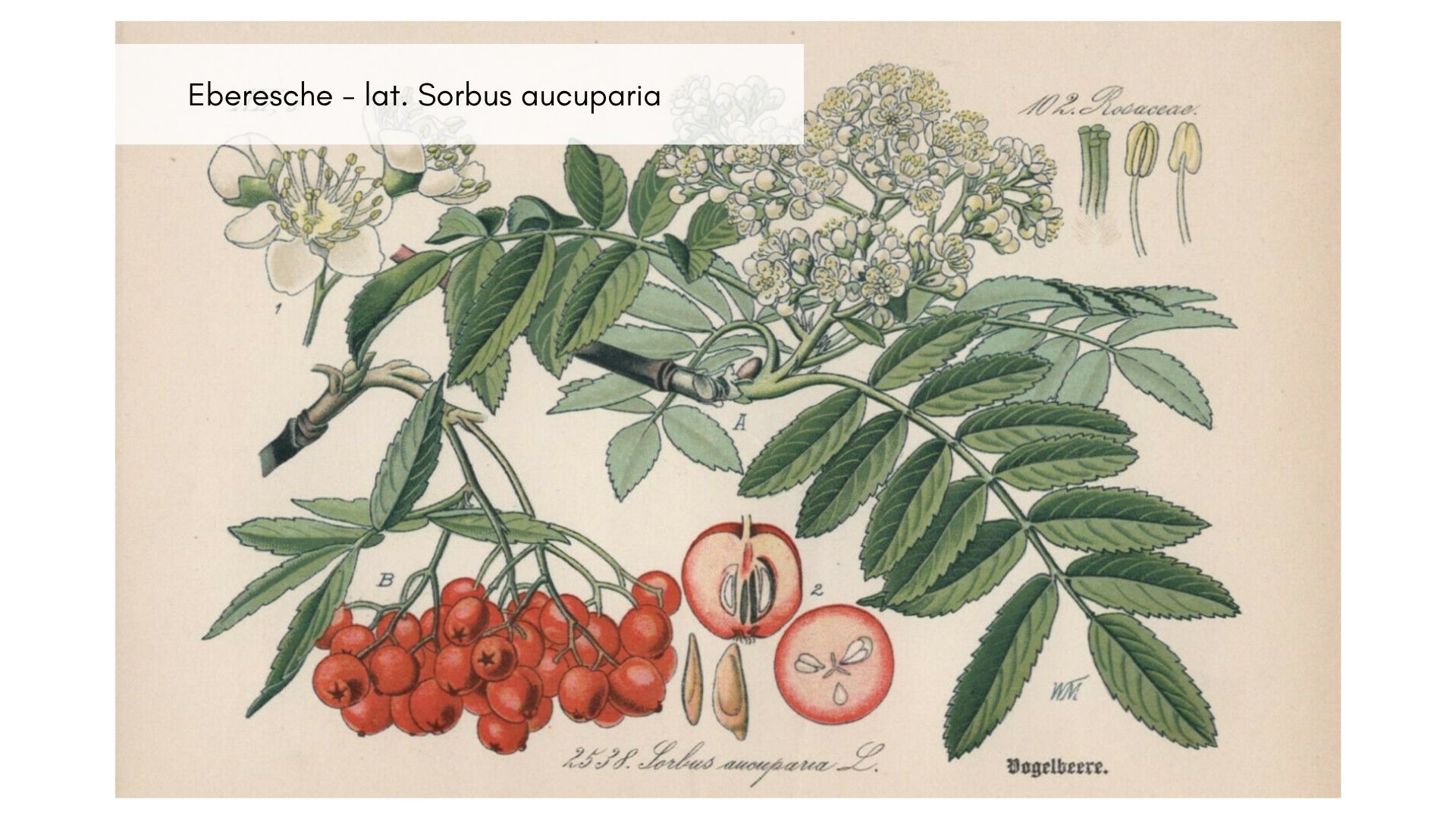 Eberesche mit gefiederten Blättern und roten Vogelbeeren – botanische Merkmale zum Bestimmen