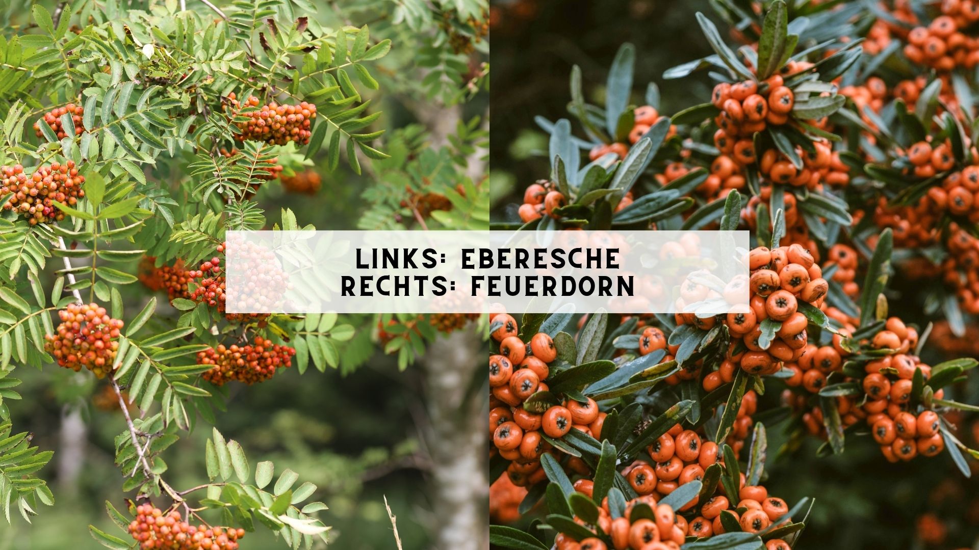 Eberesche und Feuerdorn im Vergleich: gefiederte Blätter gegenüber kleinen ledrigen Einzelblättern