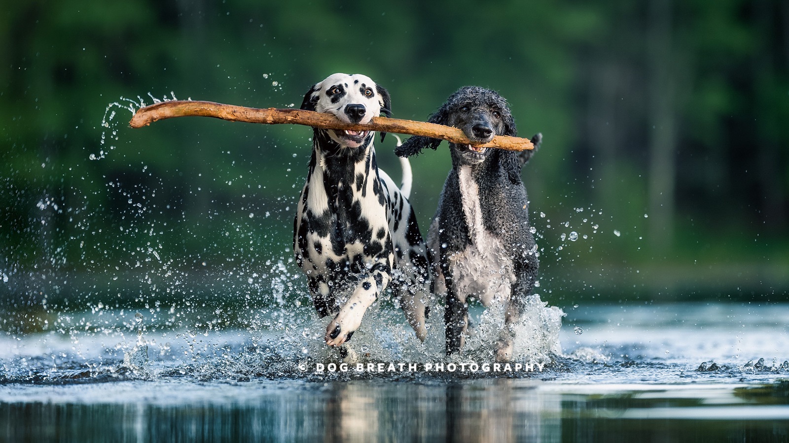 Two dogs running through water carrying a stick during a playful action scene