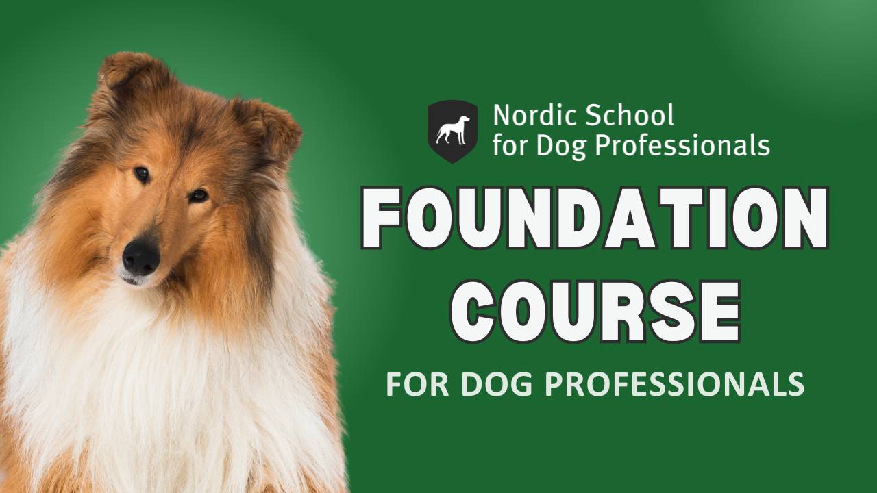Foundation Course for Dog Professionals by Nordic School for Dog Professionals, featuring a close-up of a sable and white Rough Collie with a long, flowing coat and attentive expression alongside course title text on a green background