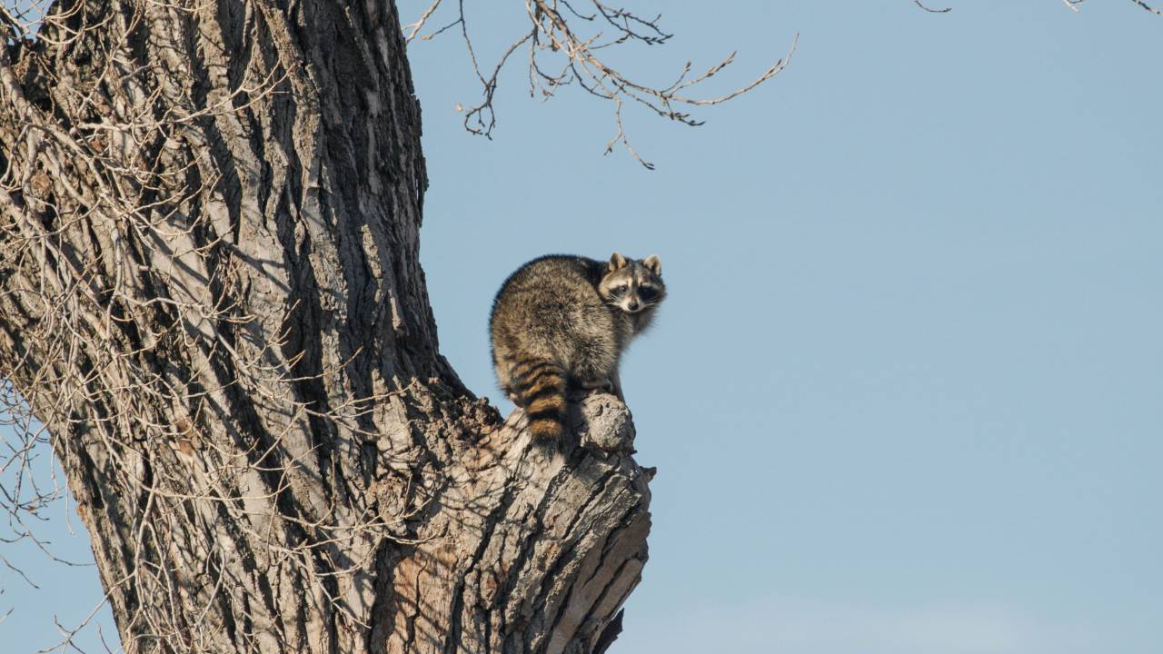 raccoon hiding in a tree