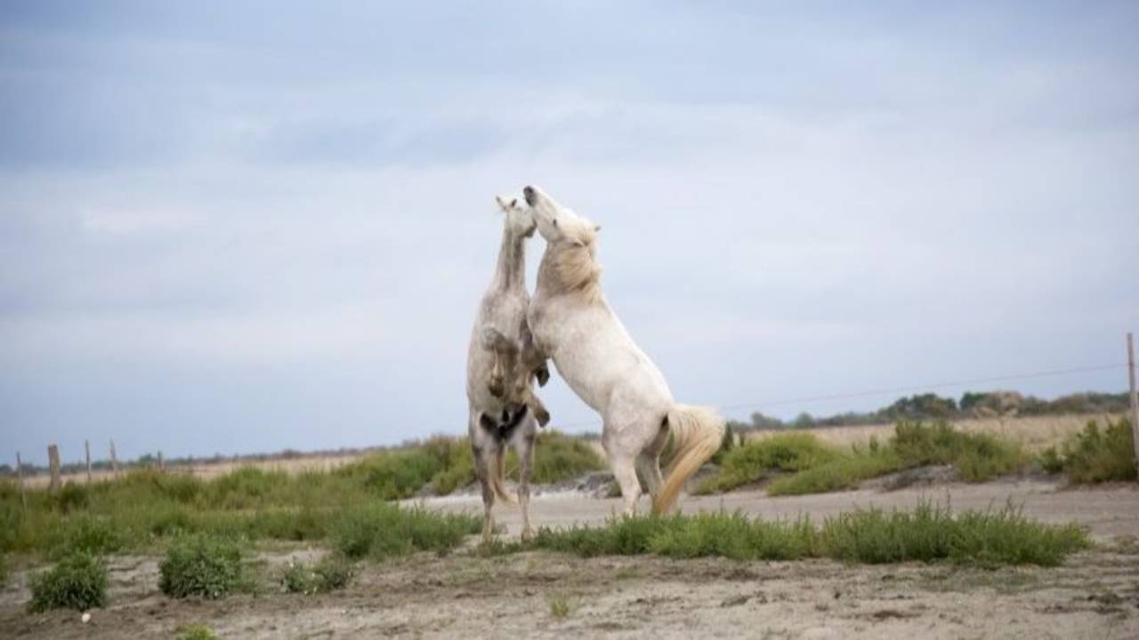 Hoe stop je een machtsstrijd?