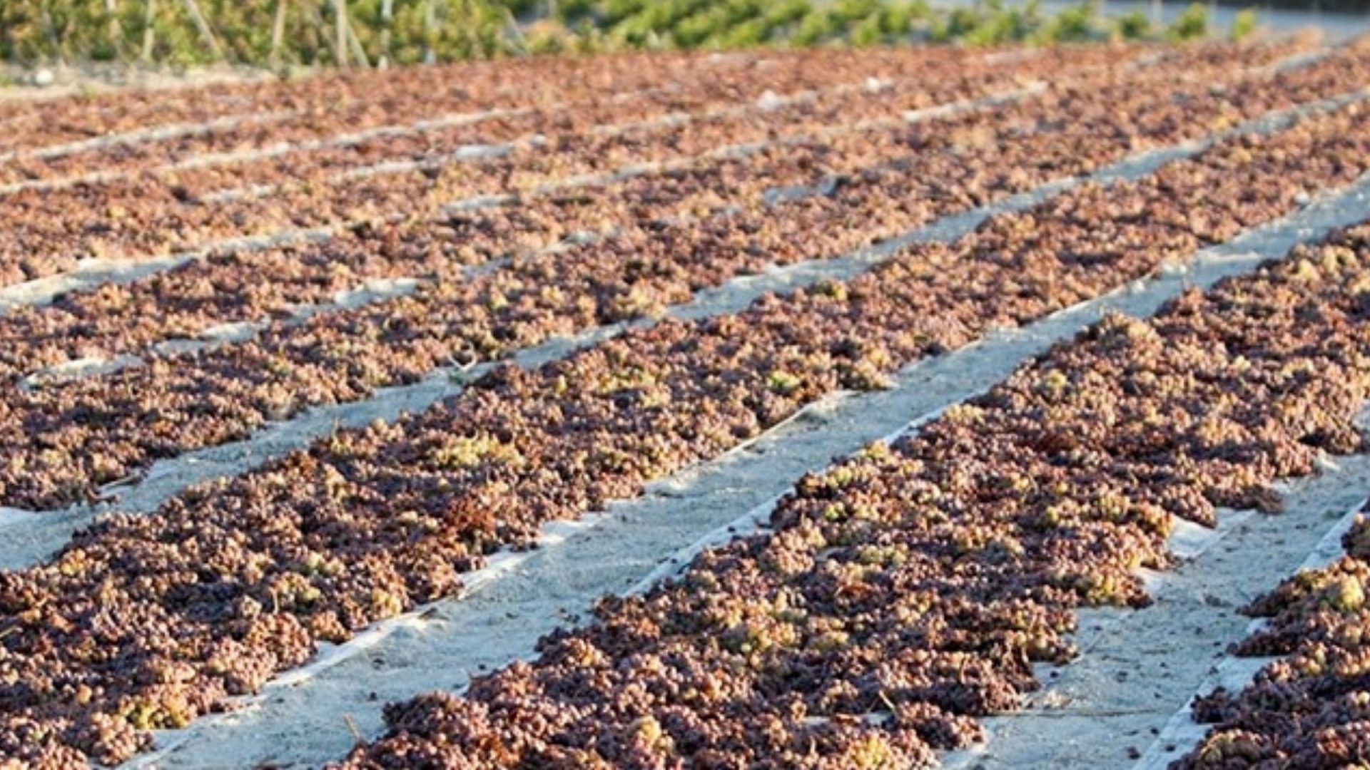 Soleo: hasırlar üzerinde güneşte kuruyan Pedro Ximénez üzüm salkımları