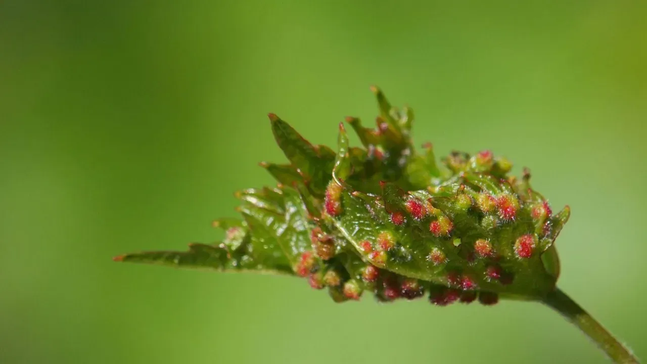 Phylloxera Vebası ve İskoç Viski’sinin Yükselişi