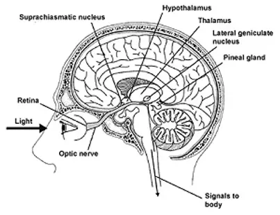 how sleep works in brain
