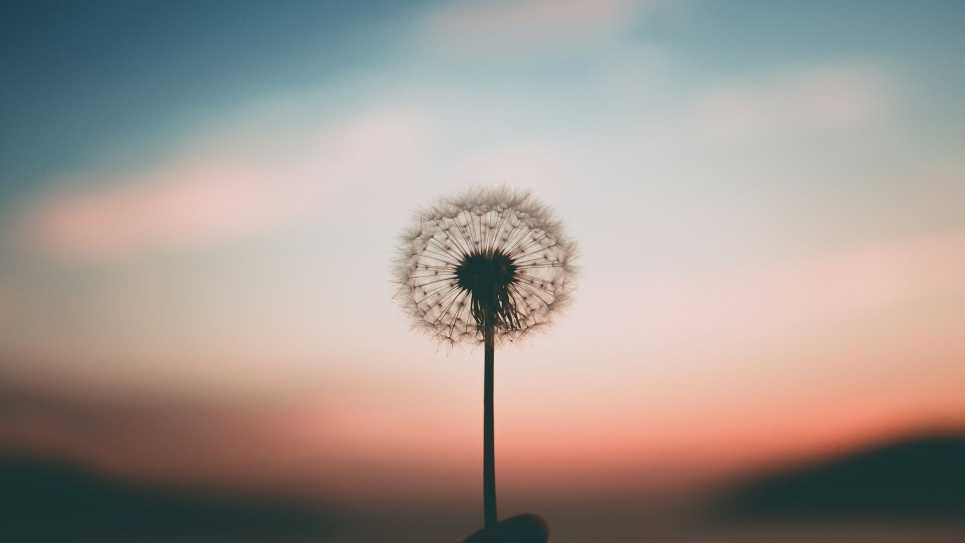 Dente-de-leão segurado por uma mão contra céu ao pôr do sol, símbolo de renovação e respiração consciente na primavera