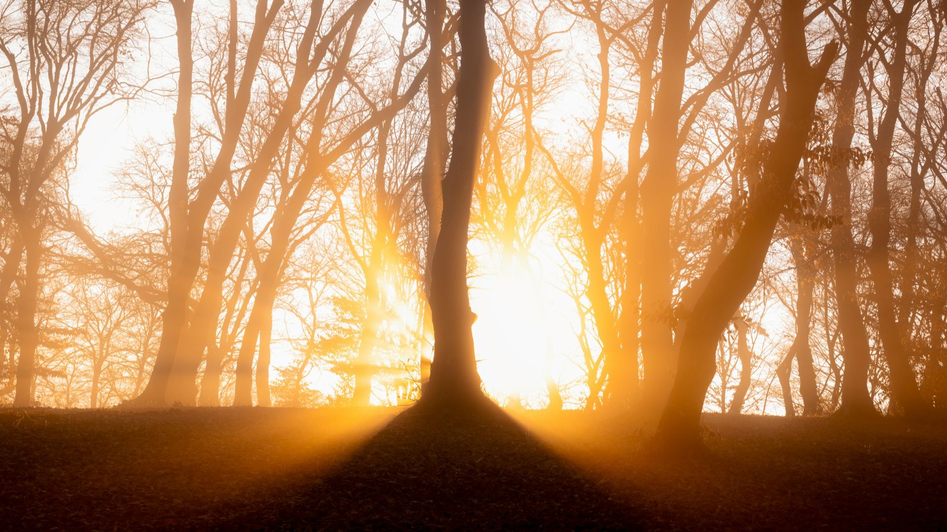 Luz intensa a atravessar árvores com névoa dourada — metáfora visual da inflamação e da capacidade do corpo para encontrar equilíbrio.