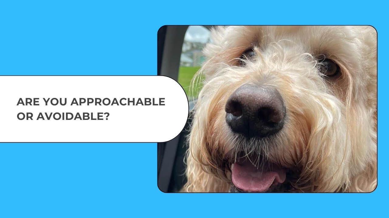 Close-up of Frankie our friendly Groodle dog with soft eyes and an open mouth, symbolising approachability and emotional warmth.