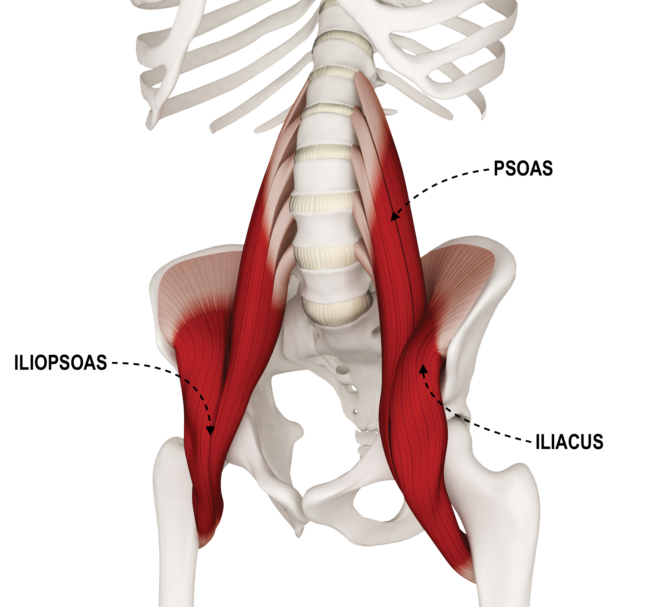 How To Relieve Lower Back Pain Caused By A Tight Psoas Muscle How To Relieve Lower Back Pain Caused By A Tight Psoas Muscle