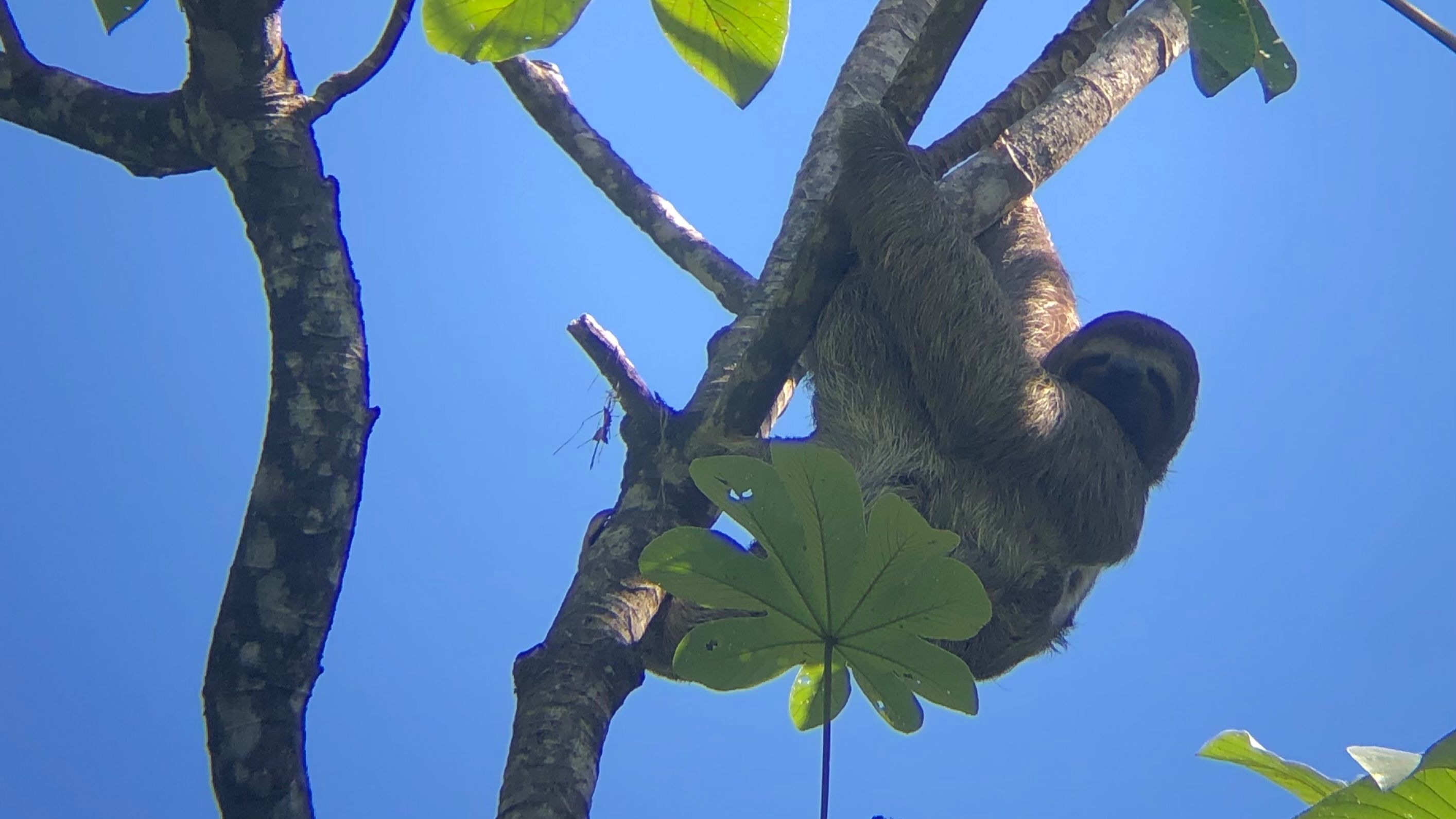 sloth in Manuel Antonio National Park