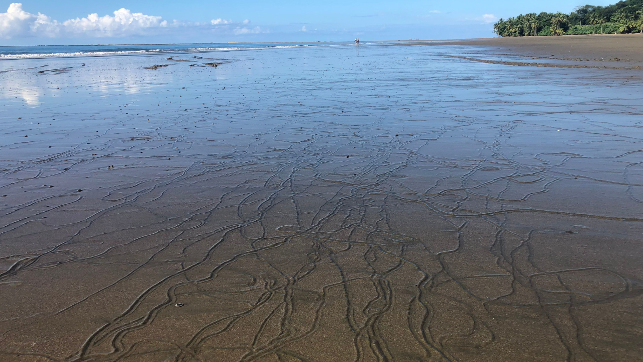 grounding into nature at Marino Ballena National Park