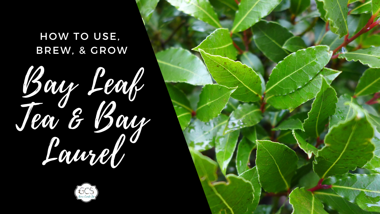 Bay Leaf Tea & Bay Laurel Benefits: How to Use, Brew & Grow