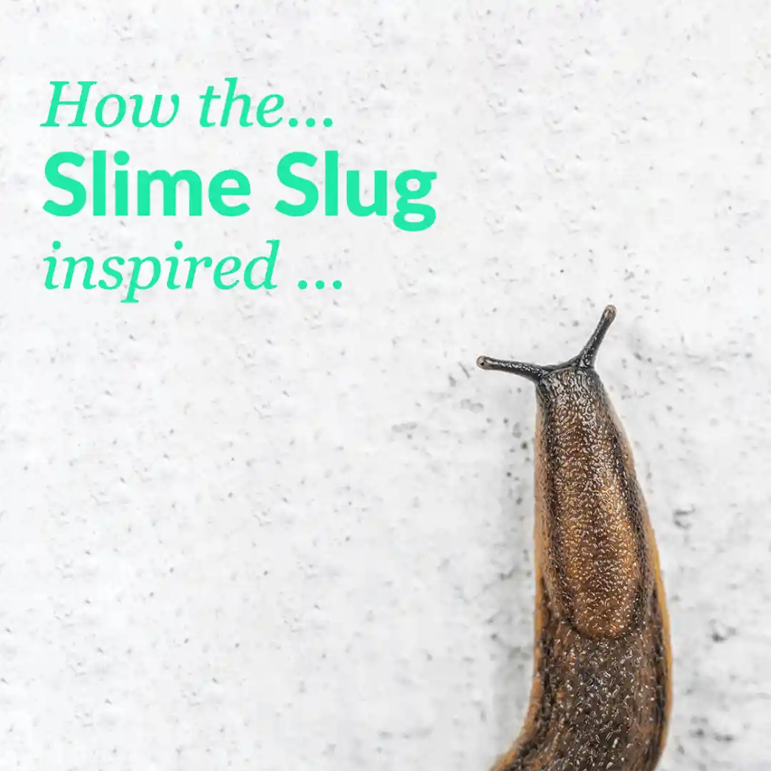 Slug mucus inspires new type of surgical glue