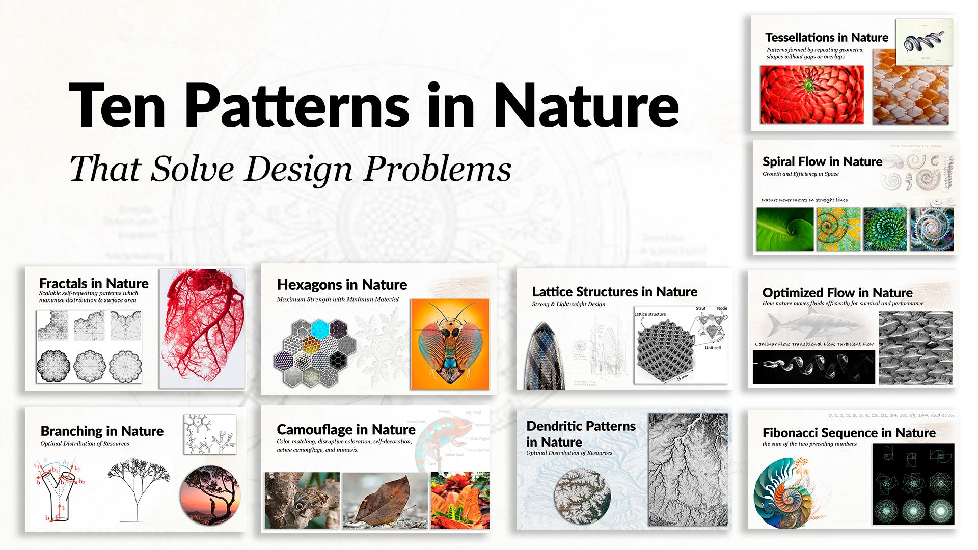 Patterns In Nature Images