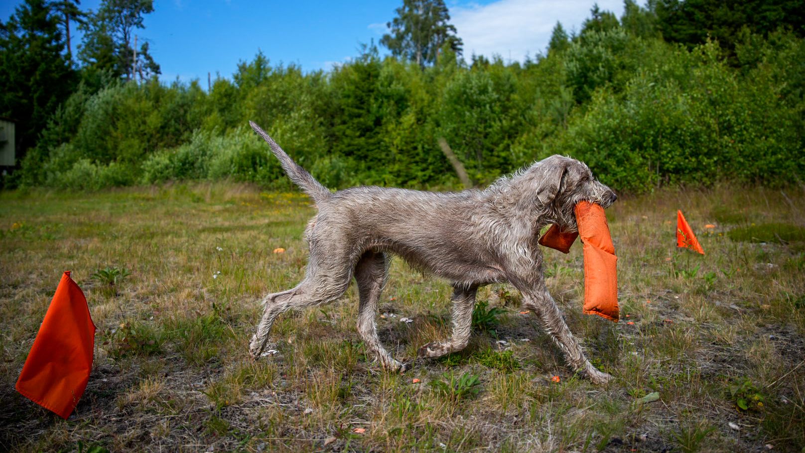 Glad hund apporterer om sommeren