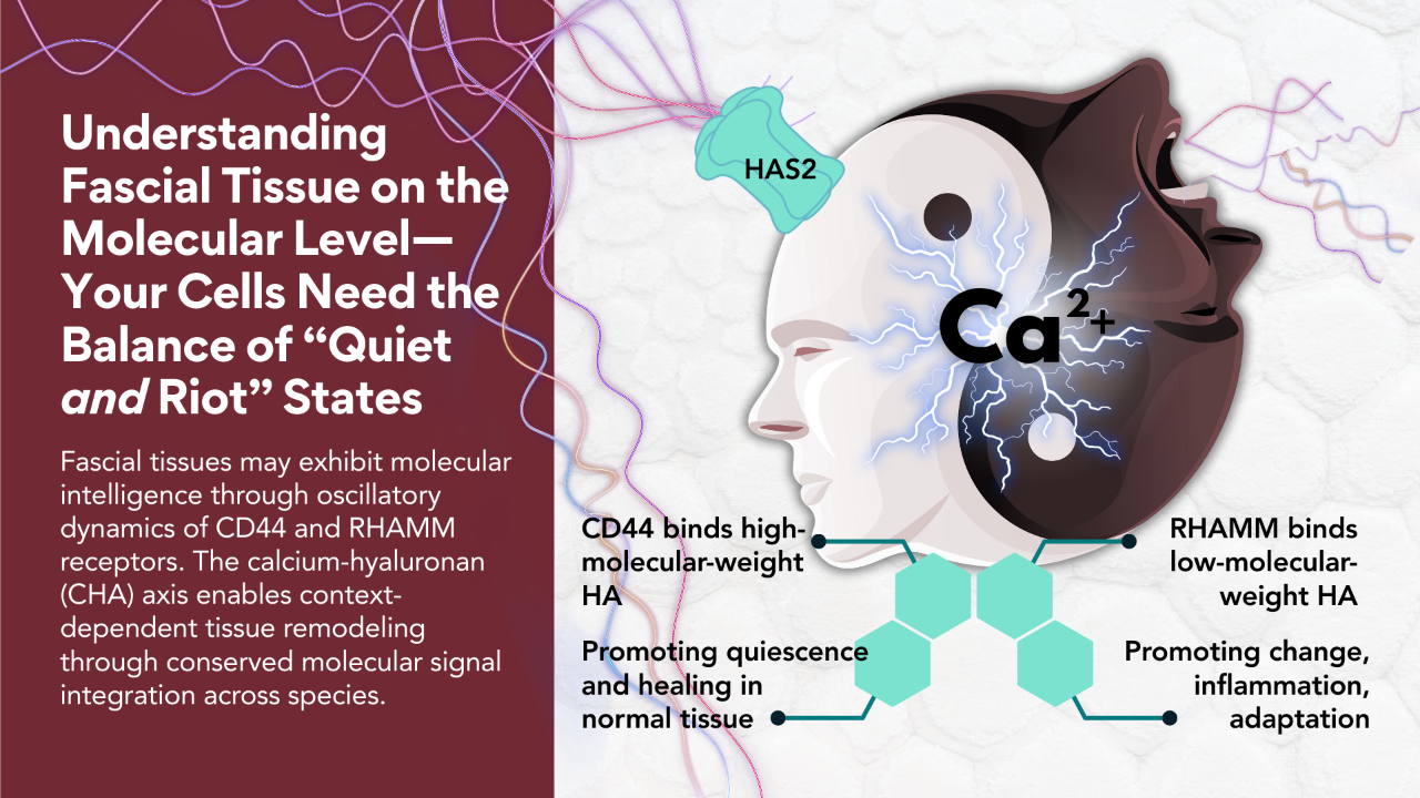 The Living Intelligence of Hyaluronan (HA) in Fascia