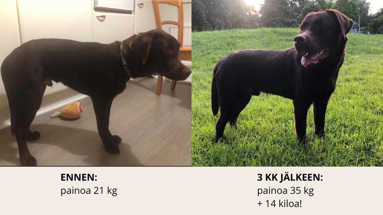 Allergian, ihoongelmien ja kutinan hoito ruokavaliolla