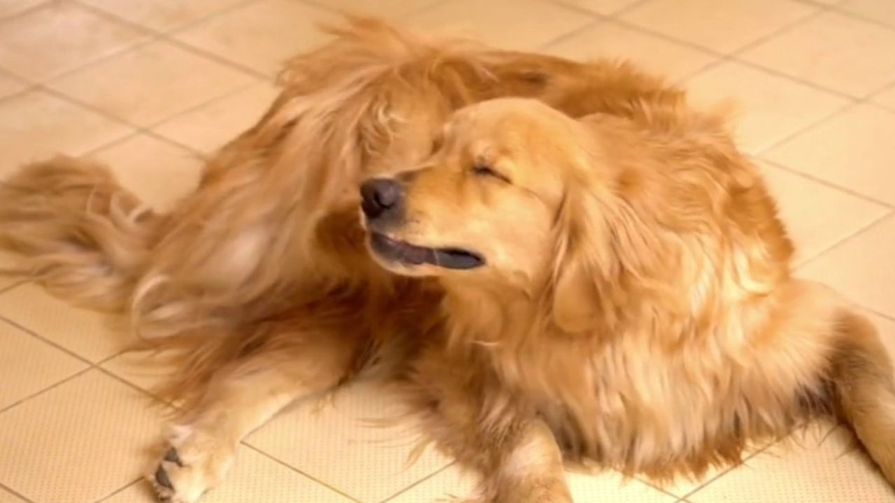 ruskea-koira-haisee-pahalle