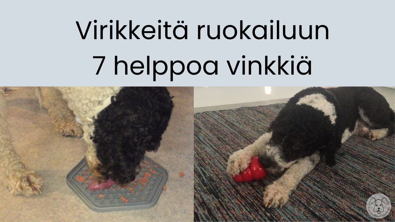 Koiran aktivointi ruokailun avulla: kuvassa koira käyttää nuolumattoa ja Kong-lelua virikeruokintaan.