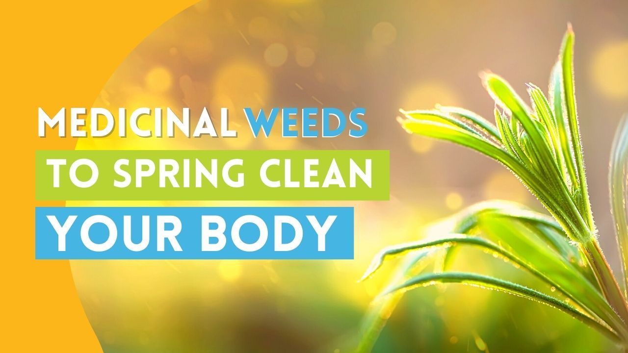 Medicinal weeds for spring detox