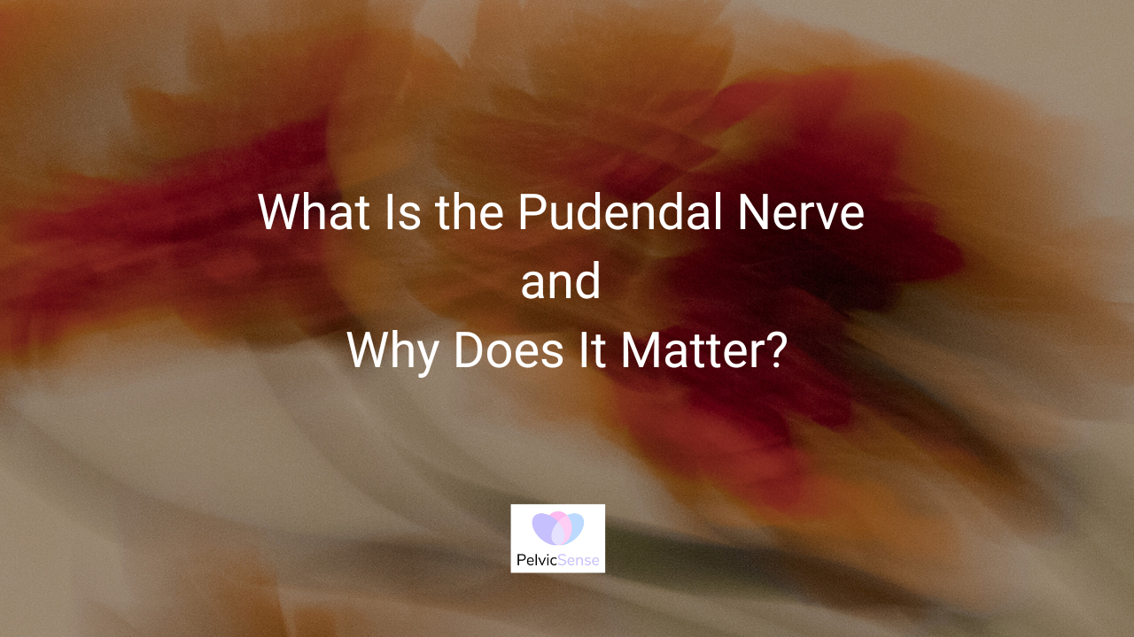 What Is the Pudendal Nerve