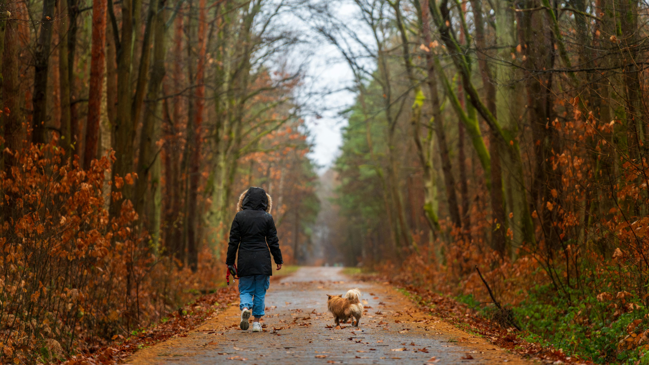 Woman walking her dog on a quiet forest path, symbolizing reflection and moving forward beyond dieting and self-judgment.