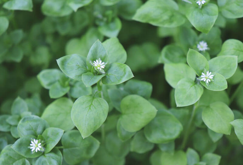 close up of chickweed for identification