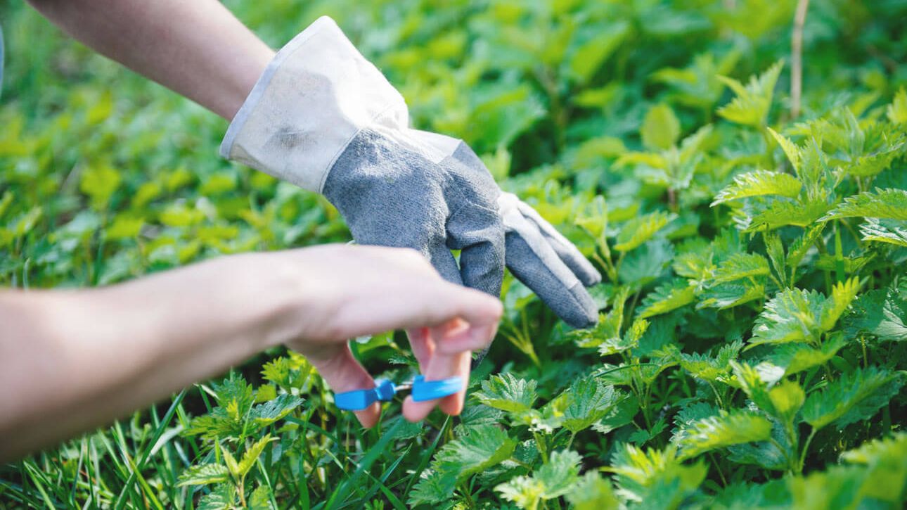 harvesting the benefits of nettles with gloves and scissors