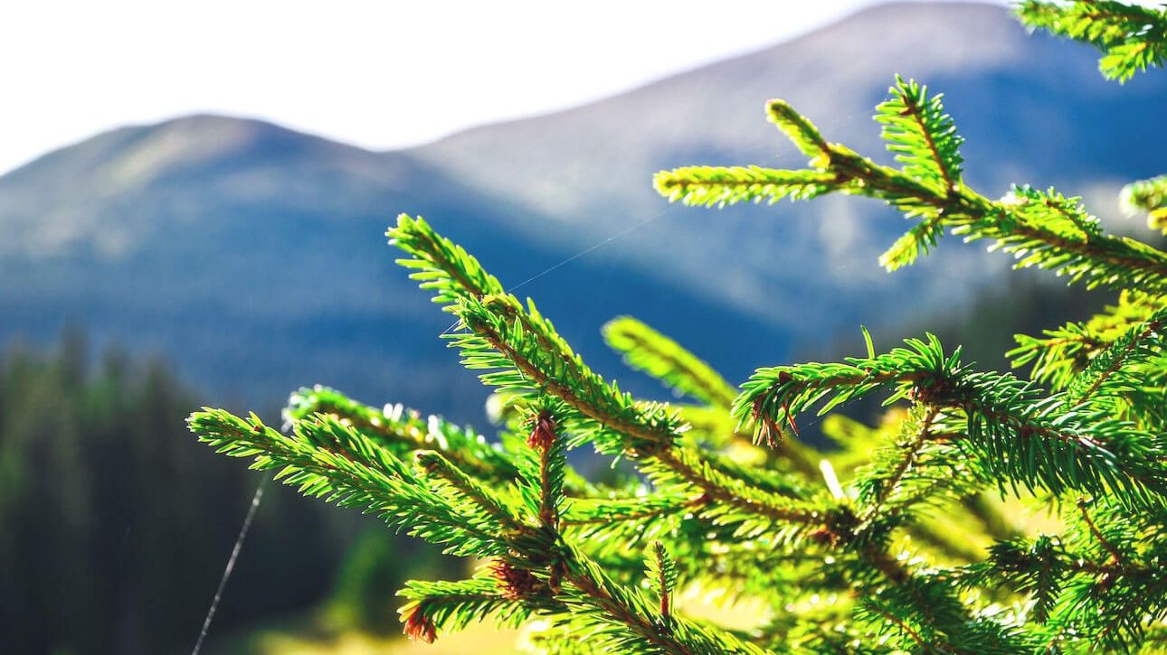 Evergreen trees are often edible and medicinal