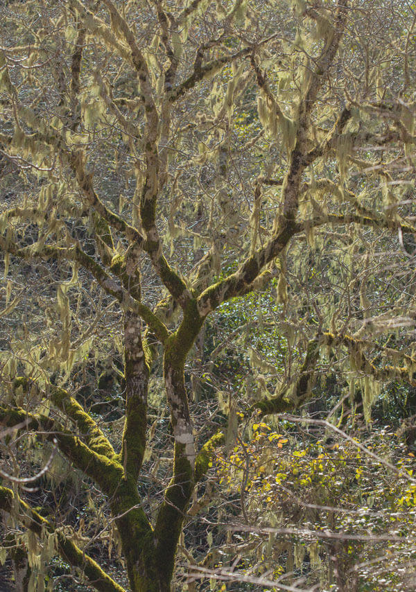 usnea hanging on a mossy tree