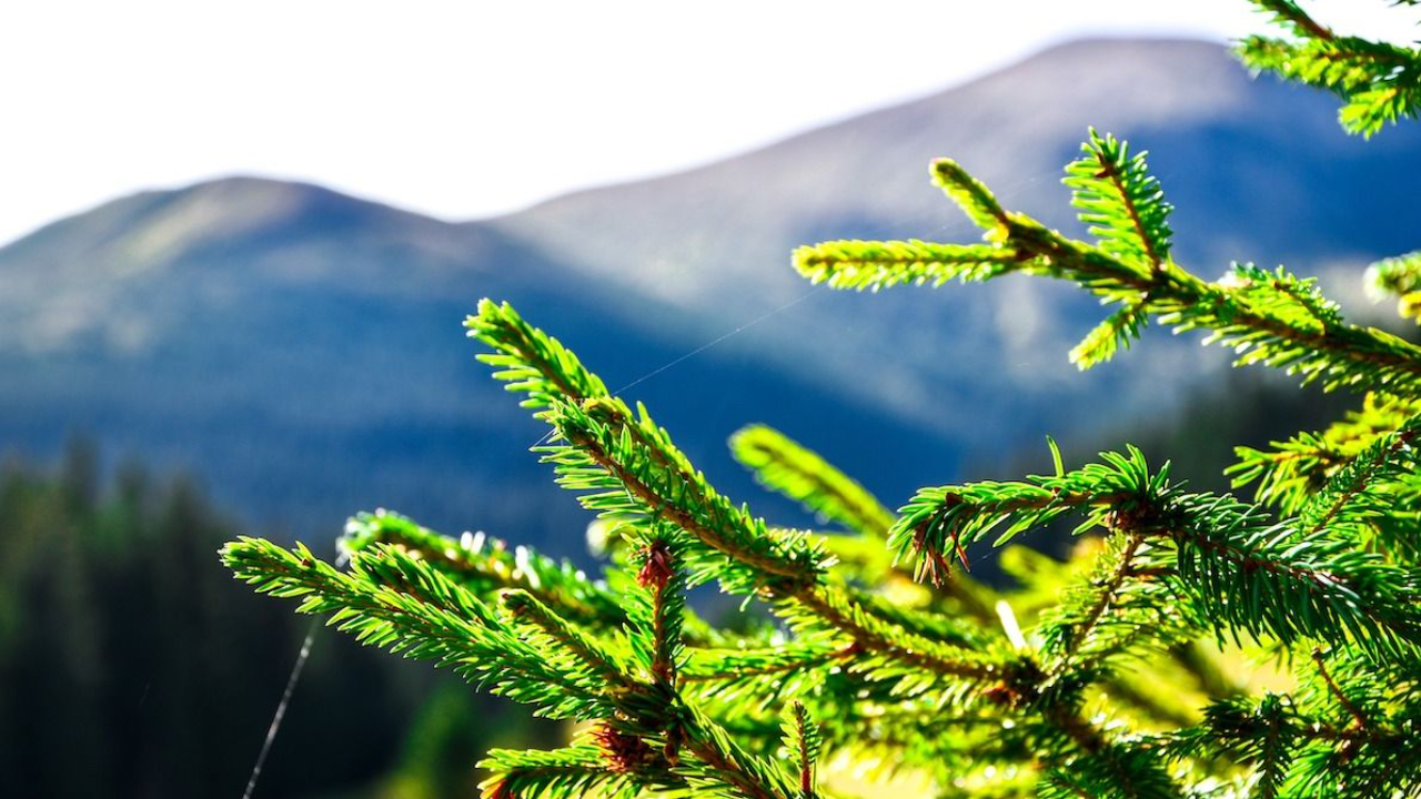 Evergreen trees are often edible and medicinal