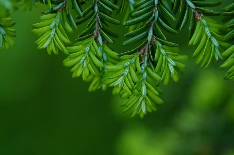 medicinal oils are made from evergreen needles