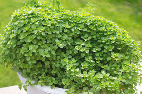 lush chickweed growing in a planter pot in the garden