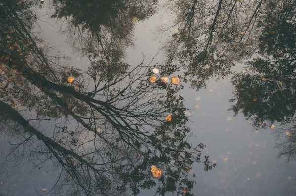 bare trees reflecting in the water