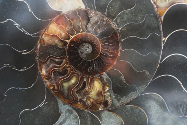 natures spiral fossil guide to self-healing