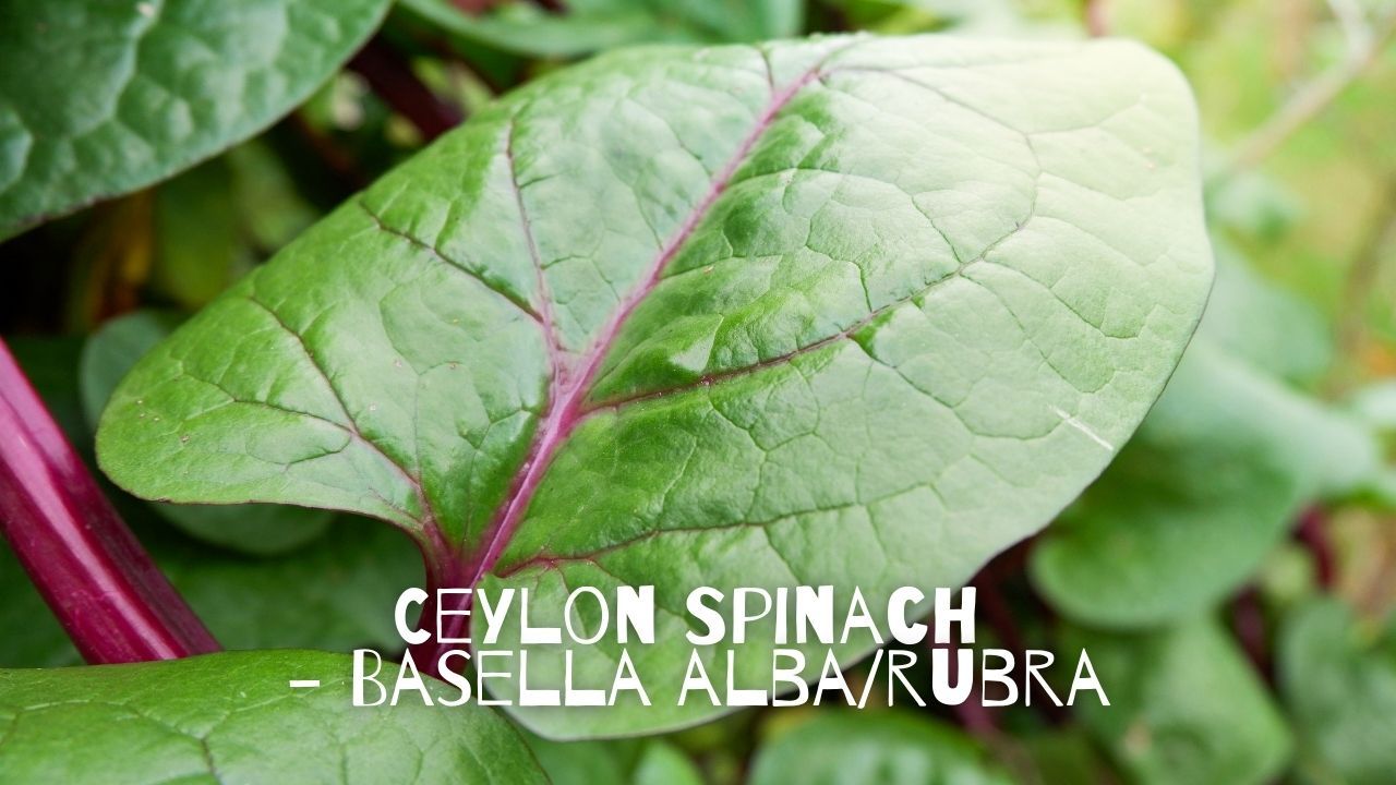 Ceylon Spinach - Basella alba/rubra from Earth Mumma Permaculture blog