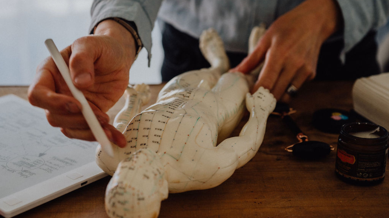 Angela Chambers tracing meridians on an acupuncture mannequin